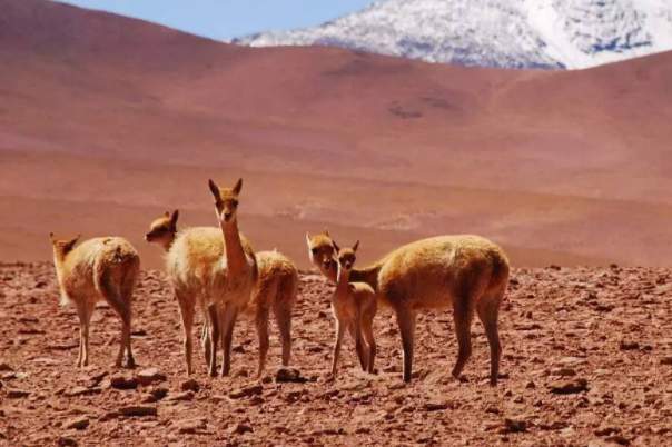 世界上降水量最少的地方：南美洲西海岸阿塔卡马沙漠，被称为世界干极-第3张图片-爱薇女性网