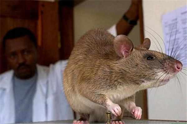 世界上最大的老鼠：非洲巨颊囊鼠，体长超过90厘米-第4张图片-爱薇女性网