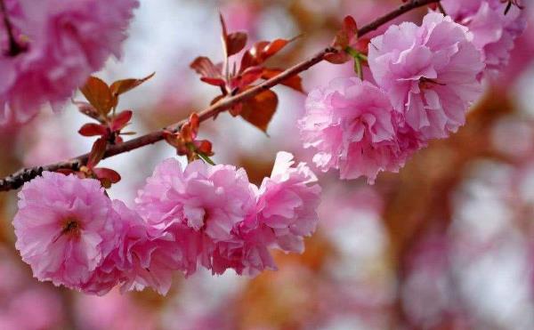 桃花是什么季节开的：每年春季3-4月盛开，象征着甜蜜幸福的爱情-第1张图片-爱薇女性网