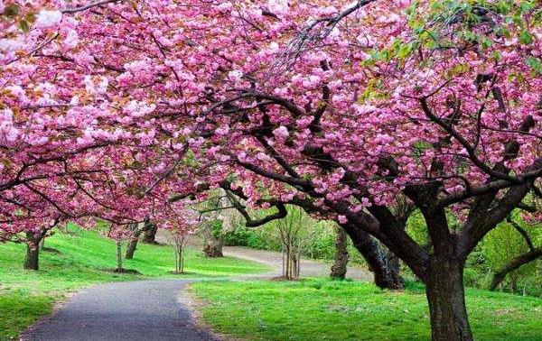 桃花是什么季节开的：每年春季3-4月盛开，象征着甜蜜幸福的爱情-第2张图片-爱薇女性网