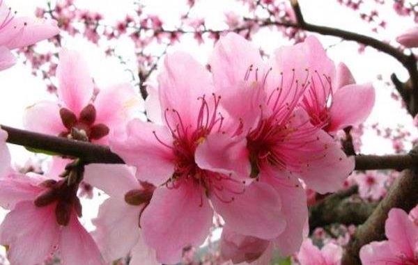 桃花是什么季节开的：每年春季3-4月盛开，象征着甜蜜幸福的爱情-第3张图片-爱薇女性网