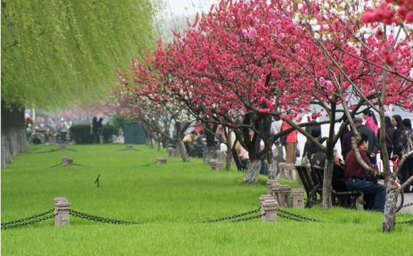 桃花是什么季节开的：每年春季3-4月盛开，象征着甜蜜幸福的爱情-第4张图片-爱薇女性网
