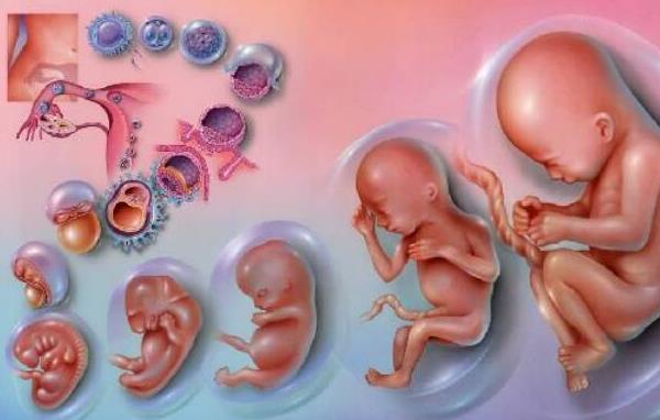怀孕10天最明显的征兆：恶心呕吐、月经推迟都是怀孕早期的明显特征-第2张图片-爱薇女性网