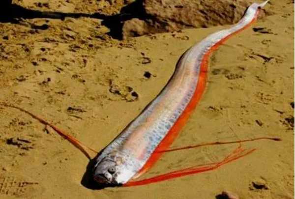 世界上最大的带鱼：巨型皇带鱼（体长17米，重达600公斤）-第2张图片-爱薇女性网