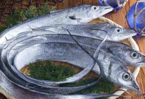 世界上最大的带鱼：巨型皇带鱼（体长17米，重达600公斤）-第4张图片-爱薇女性网