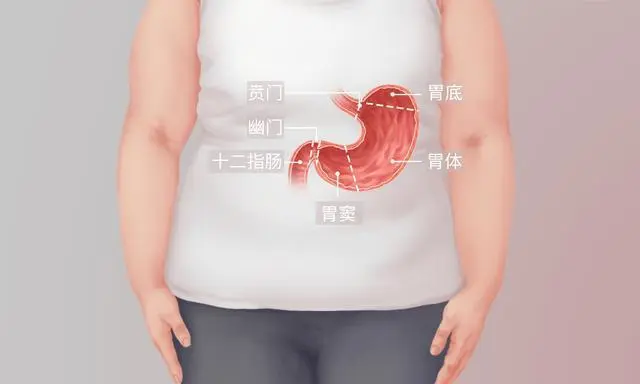 胃在什么位置图片