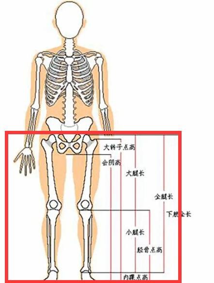腿长怎么量才标准，腿长的标准测量方法介绍-第1张图片-爱薇女性网