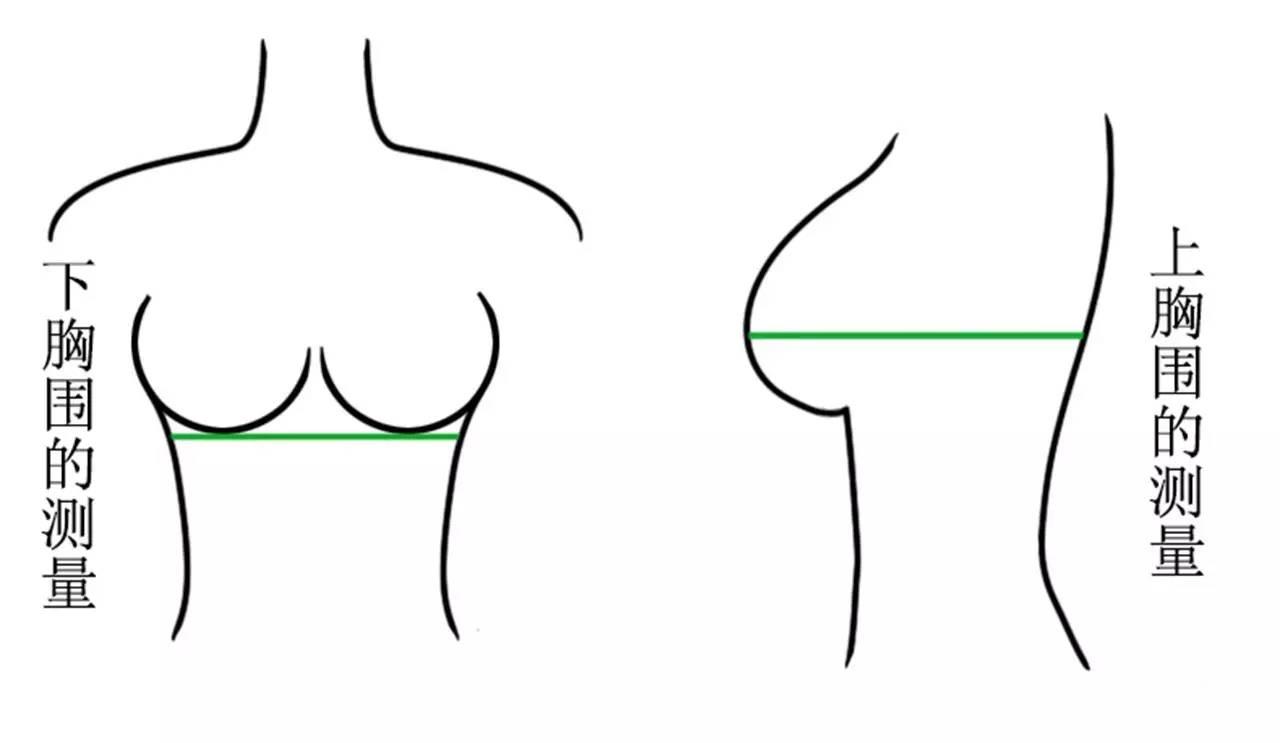 胸围怎么测量才标准，胸围的正确测量方法（附文胸尺码对照表）